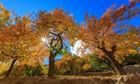 Hunza 80 Pakistan